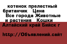 котенок прелестный британчик › Цена ­ 12 000 - Все города Животные и растения » Кошки   . Алтайский край,Бийск г.